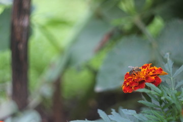 Marigold flower close-up