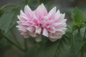 Obraz premium Dahlia flower close-up. Blurred background.