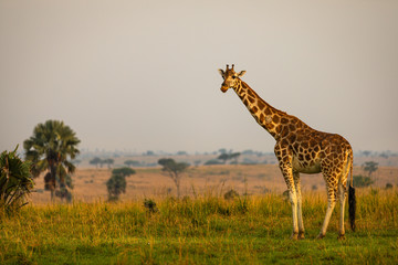 A Rothschild's giraffe ( Giraffa camelopardalis rothschildi) in a beautiful light at sunrise, Murchison Falls National Park, Uganda.