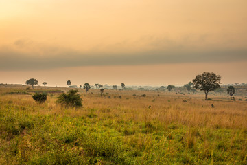 Obraz premium A breathtaking landscape of Murchison Falls National Park at sunrise, Uganda.