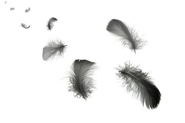 Group of soft black feathers floating in the air, feather abstract background, isolated on white...