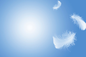 Abstract White Bird Feathers Floating in The Sky. Swan Feather with A White Space.