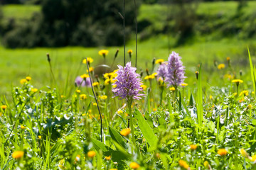 Purple wildflowers in the meadow 