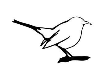 Bird line drawing. Hand drawn contour. Vector illustration