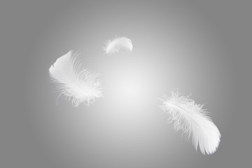 Feather abstract background, Soft white feather floating in the air 