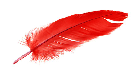 colorful red feather isolated on white background, swan feather 
