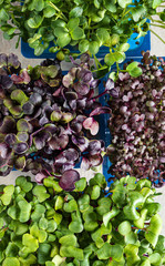 fast growing microgreens for year-round salads