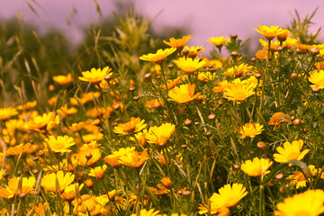Yellow daisies in the field at sunset