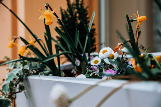 Various colourful spring wood potted flowers blooming and creating a beautiful window decoration at the European city of Prague