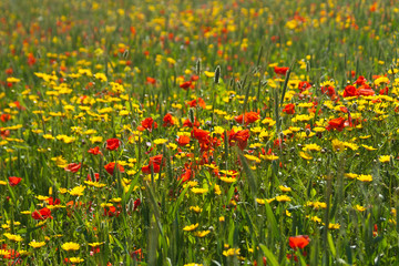 Field of colorful wildflowers in sunlight