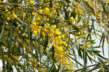 Yellow mimosa flowers and green leaves