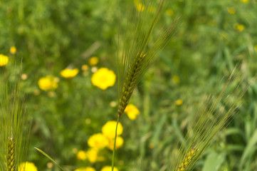 Green ear of wheat in the field