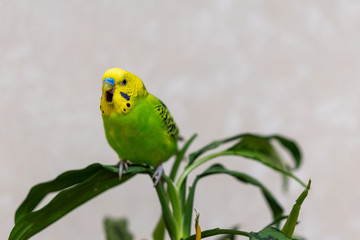 A green budgie is sitting on a green plant. Poultry hand made pet. The parrot opened his mouth. Closeup of a bird on a branch.