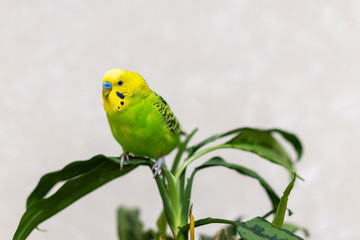 A green budgie is sitting on a green plant. Poultry hand made pet. The parrot is looking at the camera. Closeup of a bird on a branch.