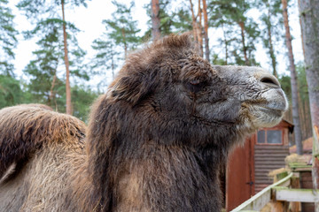 Large two-humped brown camel in the corral in winter. Green forest in the daytime. Wooden fence. Artiodactyl furry animal. Head of a shaggy camel close-up.