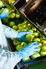 hands of factory worker checking ripe apples on conveyor belt of sorting production line