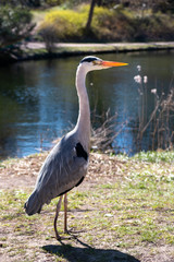 Great Blue heron standing on his legs out of water in a Park in Copenhagen. These birds are very common in capital of Denmark.