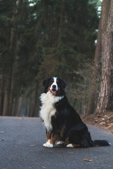 Bernese mountain dog in the autumn forest.