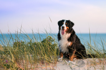 Bernese mountain dog posing near the Baltic sea in Lithuania. Beautiful dog in beach, sunset around.