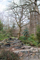 Fototapeta premium .bonsai in the garden in the spring lined with stones without leaves decor in the yard with your own hands in your garden a tree in the Japanese style japan park botanical.