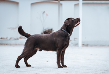Beautiful young labrador retriever dog posing