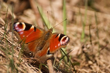papillon rouge n°1