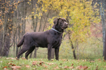 Beautiful young labrador retriever dog posing in autumn leaves.