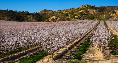 Fototapeta na wymiar Blooming apricot trees in the fields over blue sky in spring