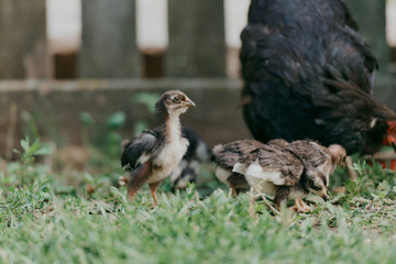 Chicken close-up with a chicken
