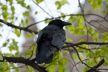 corbeau des tuileries n°2