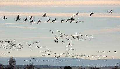 Group of common cranes (Grus)  flying in Laguna de Gallocanta © JackF