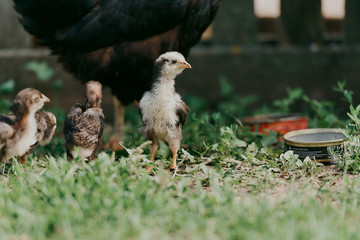 Chicken close-up with a chicken