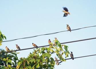 ムクドリの群れ