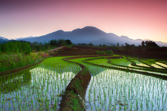 the beauty of terracing in rice paddies with green rice, the morning sun with the mist with the beautiful sky of Indonesian rice fields © RahmadHimawan