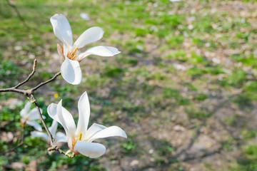 Magnolia flower background, buds and flowers, spring time.