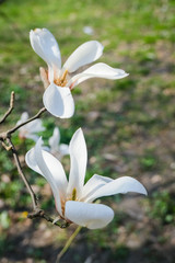 Magnolia flower background, buds and flowers, spring time.