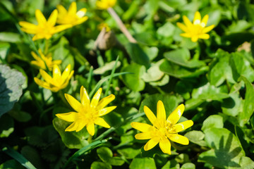 Spring small yellow flowers in the grass.