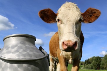 Kühe auf der Wiese (Simmentaler Fleckvieh), im Vordergrund eine Milchkanne