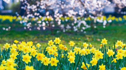 Obraz premium Wiosenne żonkile w porannym słońcu