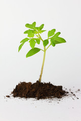 Sprouting tomato seedling. Grow your own vegetables.