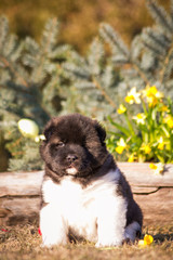 Fototapeta premium American akita puppies posing near Easter decorations. Spring is coming. Easter puppies. 
