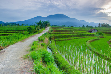 Fototapeta na wymiar the beauty of the road in the rice fields with green rice, the morning sun along with the mist with the beautiful sky on the Indonesian rice terraces...