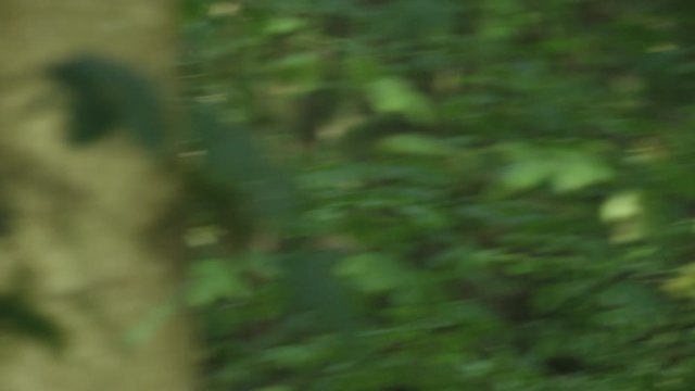 Fast panning shot of Mountain Biker in green forest