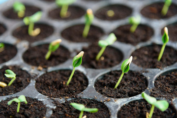 Sapling on Nursery tray