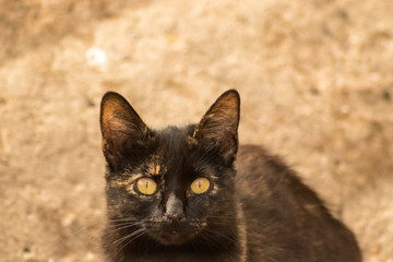 Gato mirando fijamente