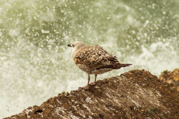 El pájaro y la mar brava