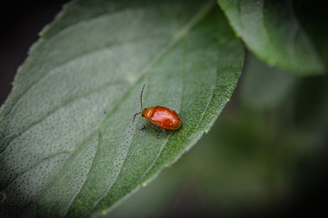 ladybug on a leaf