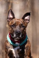 Adorable red dog walks at spring field