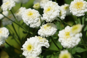 white flowers in the garden