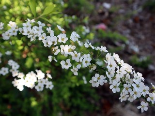 thunbergii in the park
